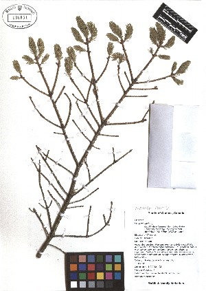  ( - TJD-468)  @11 [ ] CreativeCommons - Attribution Non-Commercial (2013) MTMG McGill Herbarium