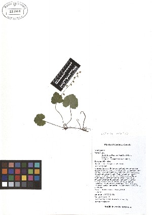  ( - TJD-099)  @11 [ ] CreativeCommons - Attribution Non-Commercial (2013) MTMG McGill Herbarium