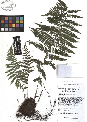  ( - TJD-480)  @11 [ ] CreativeCommons - Attribution Non-Commercial (2013) MTMG McGill Herbarium