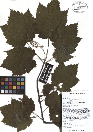  ( - TJD-104)  @11 [ ] CreativeCommons - Attribution Non-Commercial (2013) MTMG McGill Herbarium