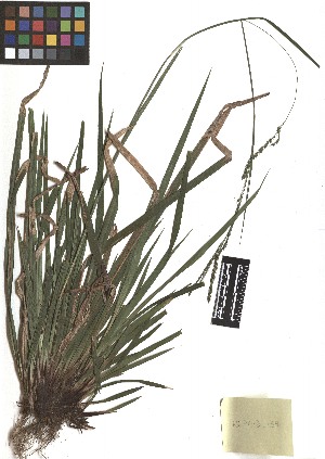  ( - TJD-112)  @11 [ ] CreativeCommons - Attribution Non-Commercial (2013) MTMG McGill Herbarium