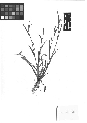  ( - TJD-116)  @11 [ ] CreativeCommons - Attribution Non-Commercial (2013) MTMG McGill Herbarium