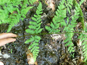  ( - TJD-485)  @11 [ ] CreativeCommons - Attribution Non-Commercial (2013) MTMG McGill Herbarium