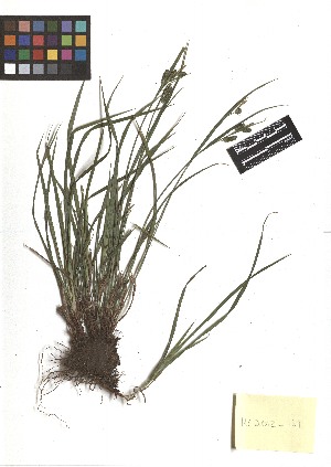  ( - TJD-133)  @11 [ ] CreativeCommons - Attribution Non-Commercial (2013) MTMG McGill Herbarium