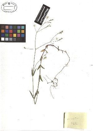  ( - TJD-134)  @11 [ ] CreativeCommons - Attribution Non-Commercial (2013) MTMG McGill Herbarium