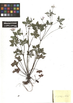  ( - TJD-143)  @11 [ ] CreativeCommons - Attribution Non-Commercial (2013) MTMG McGill Herbarium