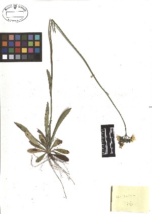  (Pilosella caespitosa - TJD-147)  @11 [ ] CreativeCommons - Attribution Non-Commercial (2013) MTMG McGill Herbarium