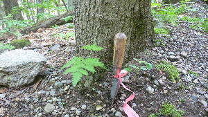  ( - TJD-148)  @11 [ ] CreativeCommons - Attribution Non-Commercial (2013) MTMG McGill Herbarium