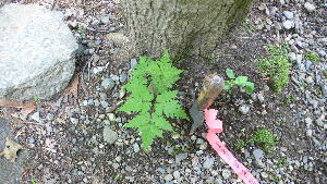  ( - TJD-148)  @11 [ ] CreativeCommons - Attribution Non-Commercial (2013) MTMG McGill Herbarium