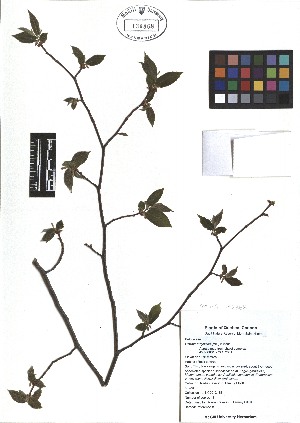  ( - TJD-016)  @11 [ ] CreativeCommons - Attribution Non-Commercial (2013) MTMG McGill Herbarium