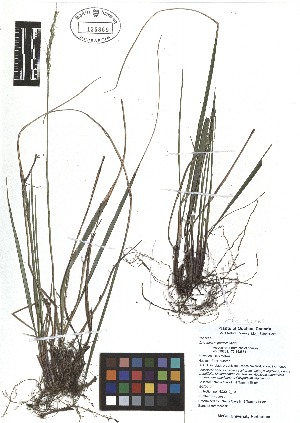  ( - TJD-017)  @11 [ ] CreativeCommons - Attribution Non-Commercial (2013) MTMG McGill Herbarium