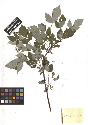  (Rubus occidentalis - TJD-164)  @11 [ ] CreativeCommons - Attribution Non-Commercial (2013) MTMG McGill Herbarium