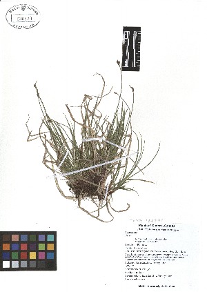 (Carex pensylvanica - TJD-018)  @11 [ ] CreativeCommons - Attribution Non-Commercial (2013) MTMG McGill Herbarium