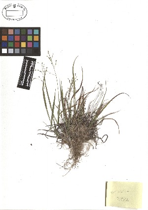  ( - TJD-168)  @11 [ ] CreativeCommons - Attribution Non-Commercial (2013) MTMG McGill Herbarium