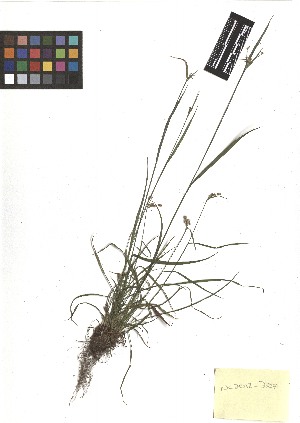  ( - TJD-170)  @11 [ ] CreativeCommons - Attribution Non-Commercial (2013) MTMG McGill Herbarium
