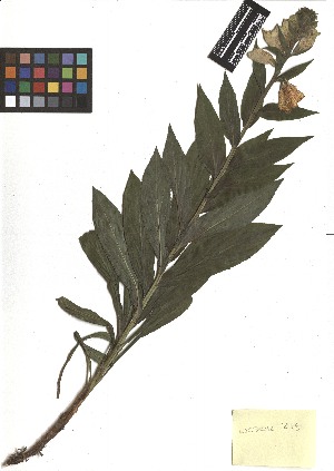  ( - TJD-176)  @11 [ ] CreativeCommons - Attribution Non-Commercial (2013) MTMG McGill Herbarium