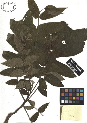  ( - TJD-183)  @11 [ ] CreativeCommons - Attribution Non-Commercial (2013) MTMG McGill Herbarium
