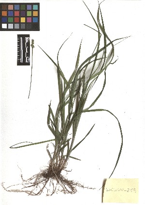  (Carex cephaloidea - TJD-216)  @11 [ ] CreativeCommons - Attribution Non-Commercial (2013) MTMG McGill Herbarium