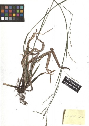  ( - TJD-218)  @11 [ ] CreativeCommons - Attribution Non-Commercial (2013) MTMG McGill Herbarium