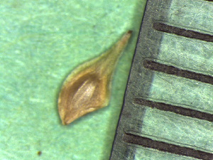  (Carex tenera - TJD-221)  @11 [ ] CreativeCommons - Attribution Non-Commercial (2013) MTMG McGill Herbarium