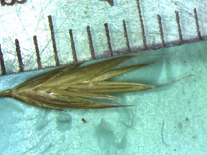  (Festuca trachyphylla - TJD-226)  @11 [ ] CreativeCommons - Attribution Non-Commercial (2013) MTMG McGill Herbarium