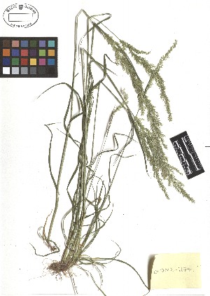  ( - TJD-234)  @11 [ ] CreativeCommons - Attribution Non-Commercial (2013) MTMG McGill Herbarium