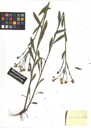  (Erigeron strigosus - TJD-235)  @11 [ ] CreativeCommons - Attribution Non-Commercial (2013) MTMG McGill Herbarium