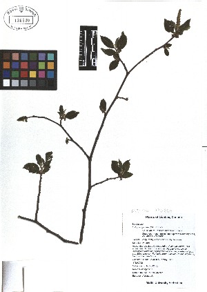  ( - TJD-024)  @11 [ ] CreativeCommons - Attribution Non-Commercial (2013) MTMG McGill Herbarium