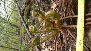  ( - TJD-474)  @11 [ ] CreativeCommons - Attribution Non-Commercial (2013) MTMG McGill Herbarium