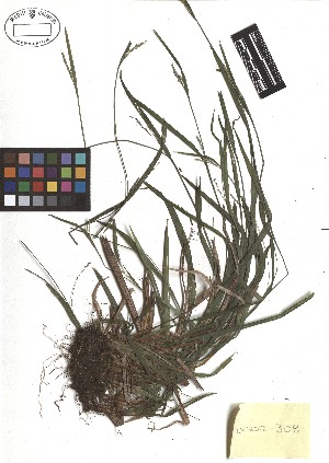  ( - TJD-262)  @11 [ ] CreativeCommons - Attribution Non-Commercial (2013) MTMG McGill Herbarium