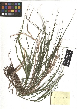  ( - TJD-271)  @11 [ ] CreativeCommons - Attribution Non-Commercial (2013) MTMG McGill Herbarium