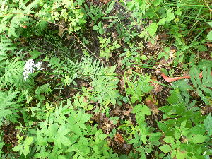  ( - TJD-282)  @11 [ ] CreativeCommons - Attribution Non-Commercial (2013) MTMG McGill Herbarium
