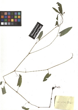  ( - TJD-283)  @11 [ ] CreativeCommons - Attribution Non-Commercial (2013) MTMG McGill Herbarium
