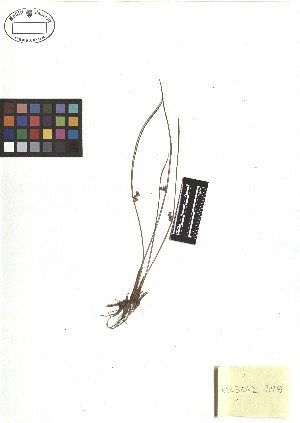  ( - TJD-295)  @11 [ ] CreativeCommons - Attribution Non-Commercial (2013) MTMG McGill Herbarium