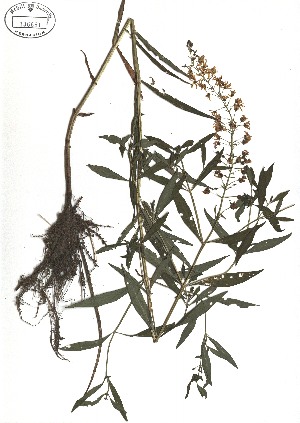  ( - TJD-300)  @11 [ ] CreativeCommons - Attribution Non-Commercial (2013) MTMG McGill Herbarium