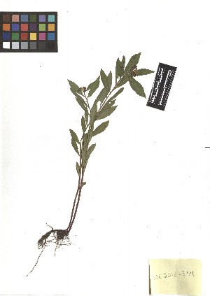  ( - TJD-302)  @11 [ ] CreativeCommons - Attribution Non-Commercial (2013) MTMG McGill Herbarium