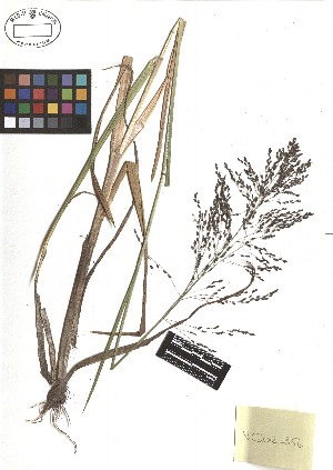  ( - TJD-304)  @11 [ ] CreativeCommons - Attribution Non-Commercial (2013) MTMG McGill Herbarium
