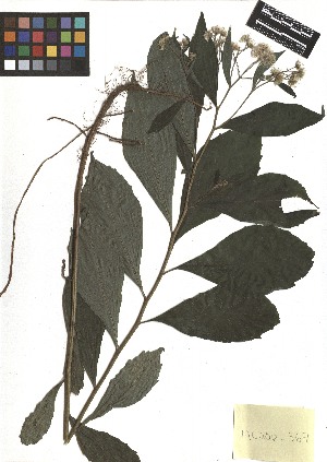  ( - TJD-311)  @11 [ ] CreativeCommons - Attribution Non-Commercial (2013) MTMG McGill Herbarium