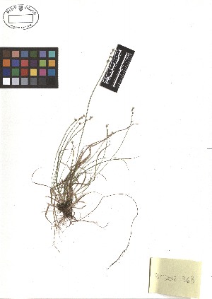  ( - TJD-312)  @11 [ ] CreativeCommons - Attribution Non-Commercial (2013) MTMG McGill Herbarium