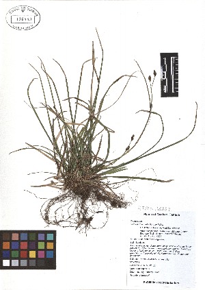  (Carex pedunculata - TJD-032)  @11 [ ] CreativeCommons - Attribution Non-Commercial (2013) MTMG McGill Herbarium