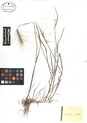  ( - TJD-322)  @11 [ ] CreativeCommons - Attribution Non-Commercial (2013) MTMG McGill Herbarium