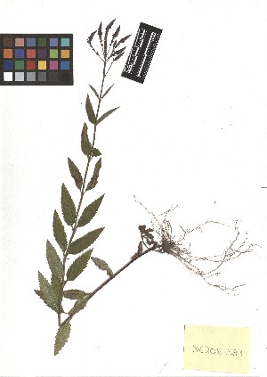  ( - TJD-324)  @11 [ ] CreativeCommons - Attribution Non-Commercial (2013) MTMG McGill Herbarium