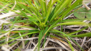  (Carex tonsa var rugosperma - TJD-004)  @11 [ ] CreativeCommons - Attribution Non-Commercial (2013) MTMG McGill Herbarium