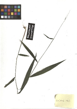 ( - TJD-343)  @11 [ ] CreativeCommons - Attribution Non-Commercial (2013) MTMG McGill Herbarium