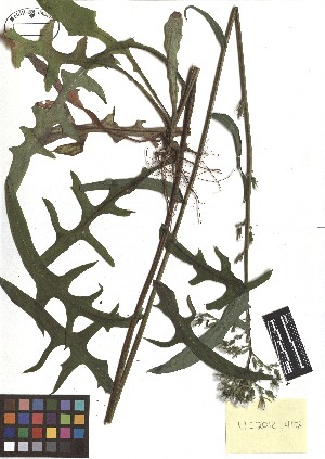 ( - TJD-348)  @11 [ ] CreativeCommons - Attribution Non-Commercial (2013) MTMG McGill Herbarium