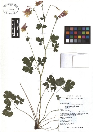  ( - TJD-038)  @11 [ ] CreativeCommons - Attribution Non-Commercial (2013) MTMG McGill Herbarium