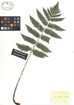  ( - TJD-496)  @11 [ ] CreativeCommons - Attribution Non-Commercial (2013) MTMG McGill Herbarium