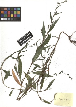 ( - TJD-377)  @11 [ ] CreativeCommons - Attribution Non-Commercial (2013) MTMG McGill Herbarium