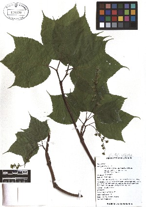  ( - TJD-041)  @11 [ ] CreativeCommons - Attribution Non-Commercial (2013) MTMG McGill Herbarium