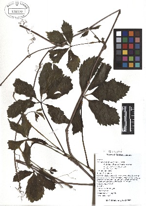  ( - TJD-042)  @11 [ ] CreativeCommons - Attribution Non-Commercial (2013) MTMG McGill Herbarium